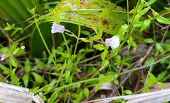 Nemesia acuminata