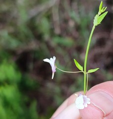 Nemesia acuminata