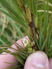 Dracophyllum