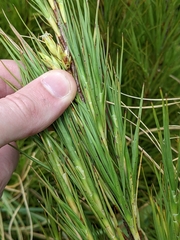 Dracophyllum
