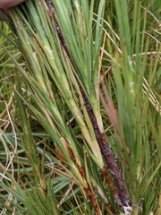 Dracophyllum