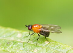 Sapromyza sciomyzina