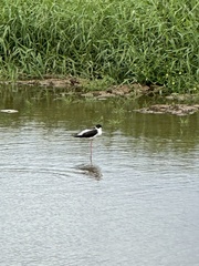 Himantopus mexicanus knudseni