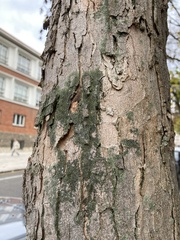 Hyperphyscia adglutinata