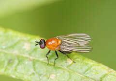 Sapromyza sciomyzina