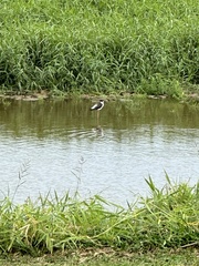 Himantopus mexicanus knudseni