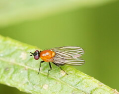 Sapromyza sciomyzina