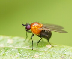 Sapromyza sciomyzina