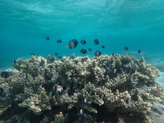 Dascyllus reticulatus