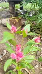 Celosia argentea
