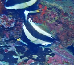 Heniochus chrysostomus
