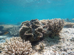 Tridacna squamosa