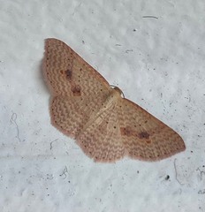 Epicyme rubropunctaria