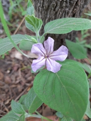 Ruellia prostrata