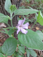 Ruellia prostrata