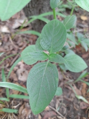 Ruellia prostrata