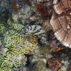 Epinephelus rivulatus