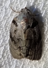 Etanna clopaea
