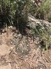 Bitis arietans arietans