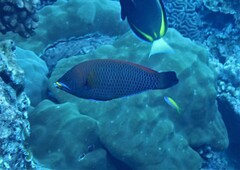 Pseudodax moluccanus