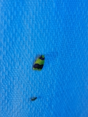 Heterallactis microchrysa