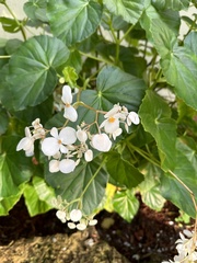 Begonia minor
