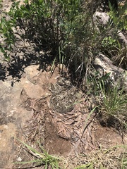 Bitis arietans arietans
