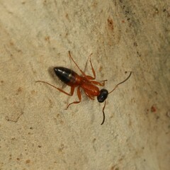 Opisthopsis rufithorax