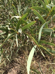 Acacia harpophylla