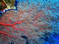 Chironephthya