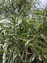 Acacia harpophylla