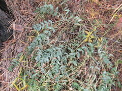 Astragalus