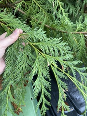 Chamaecyparis lawsoniana