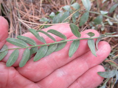 Astragalus