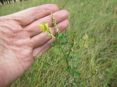 Melilotus suaveolens