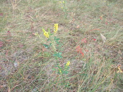 Melilotus suaveolens