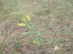 Melilotus suaveolens