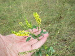 Melilotus suaveolens