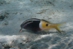 Parupeneus barberinoides