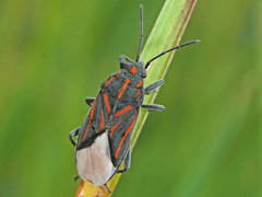 Spilostethus trilineatus