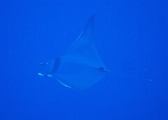 Mobula thurstoni