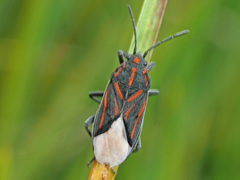 Spilostethus trilineatus