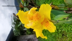 Canna × generalis