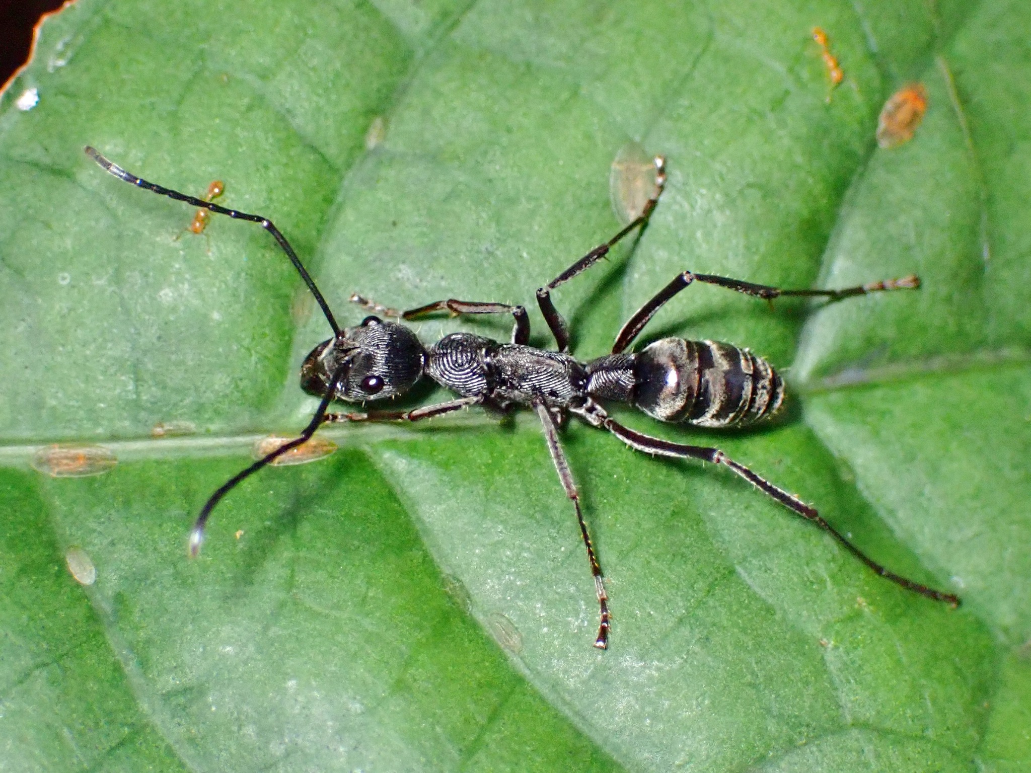 Diacamma concentricum