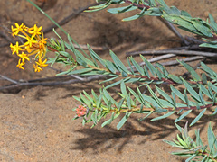 Lasiosiphon capitatus