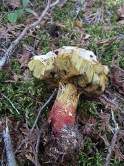 Butyriboletus brunneus