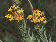 Lasiosiphon capitatus