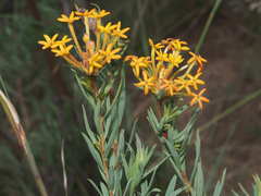 Lasiosiphon capitatus