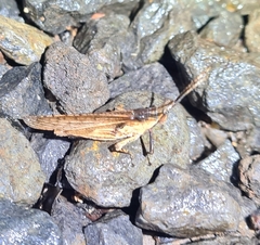 Desmoptera truncatipennis
