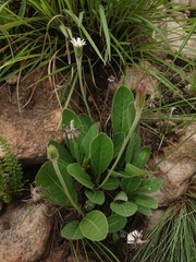 Gerbera piloselloides